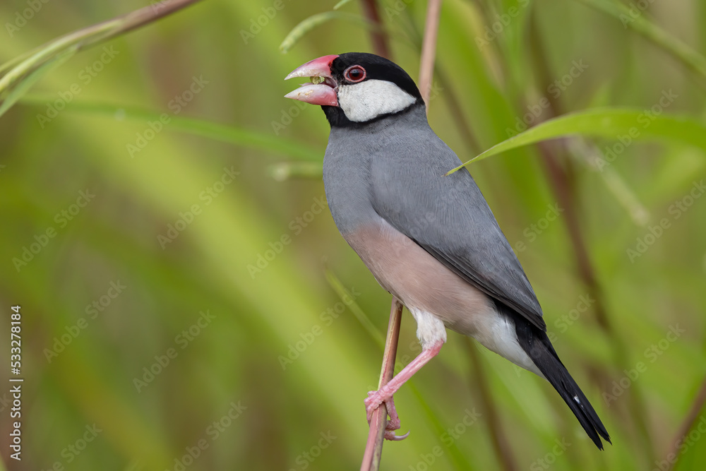 Nature Wildlife image of beautiful bird Java sparrow (Lonchura oryzivora) Nature Wildlife image of beautiful bird Java sparrow (Lonchura oryzivora)