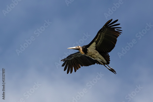 Nature wildlife image of Lesser Adjutant Stork bird fly high on clear blue sky © alenthien