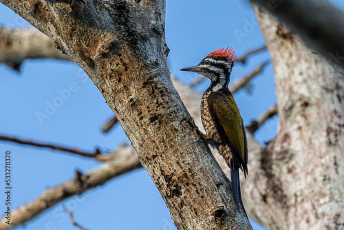 Nature wildlife of Common flameback woodpecker drilling bark tree finding food like insect in nature