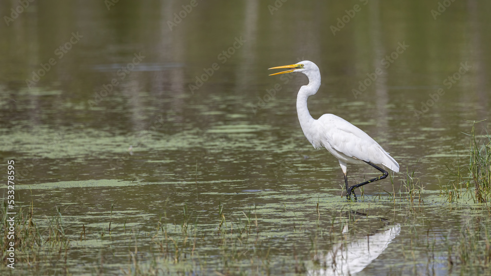 Nature wildlife image of cattle egret Landing on a Pond Nature wildlife image of cattle egret Landing on a Pond