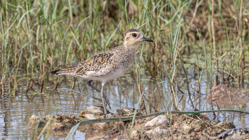 Nature wildlife bird of Pacific golden plover taken on Tuaran, Sabah, Malaysia