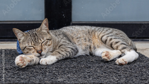 Closeup Cute cat lying and resting