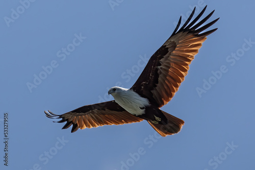 Brahminy kite eagle flying above looking for prey over the blue sky © alenthien