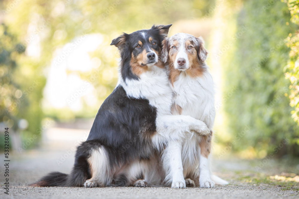 australian shepherd dogs in the park in spring australian shepherd dogs in the park in spring