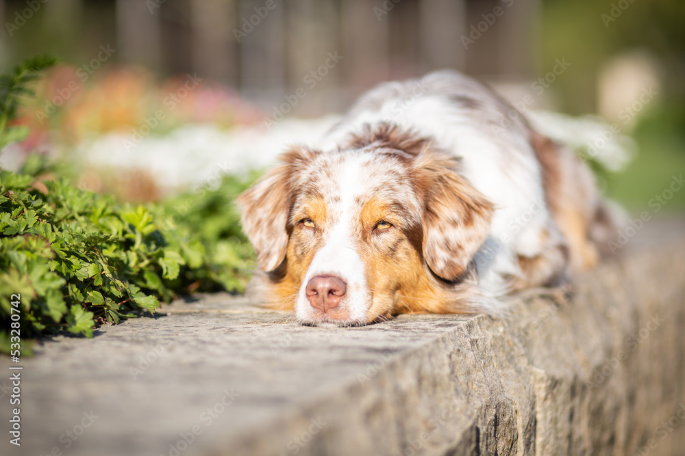 australian shepherd dog in the park in spring