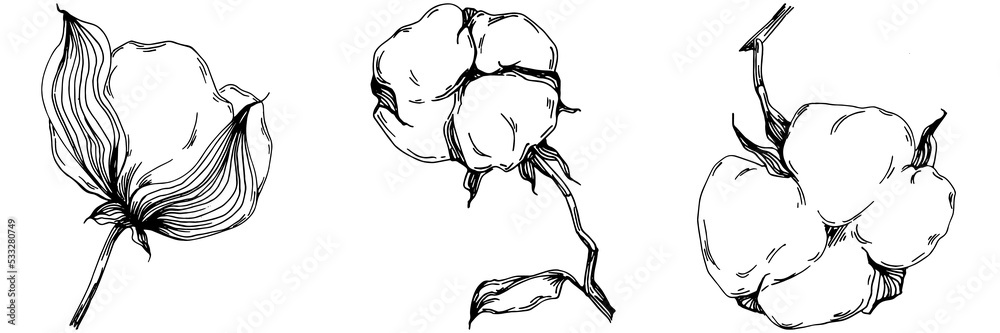 Vector cotton summer. Isolated botanical flower, leaves. Black and white engraved sketch ink art. Leaf plant botanical garden floral foliage. Wildflower drawing leaf illustration element. Vector cotton summer. Isolated botanical flower, leaves. Black and white engraved sketch ink art. Leaf plant botanical garden floral foliage. Wildflower drawing leaf illustration element.