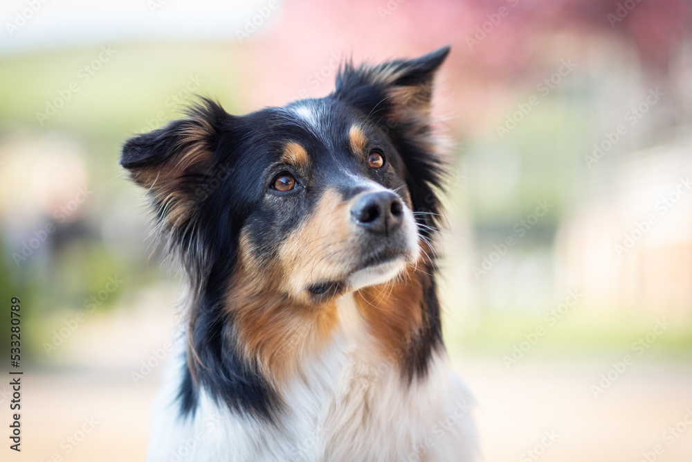 australian shepherd dog in the park in spring australian shepherd dog in the park in spring