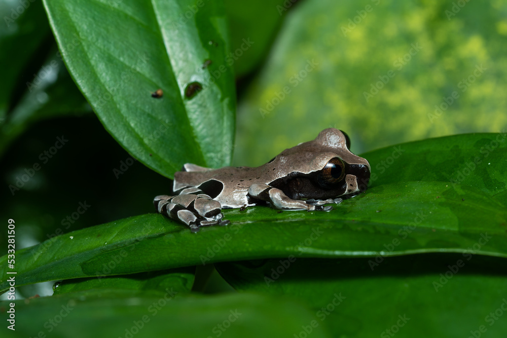 Obraz premium Young crowned tree frog on a plant