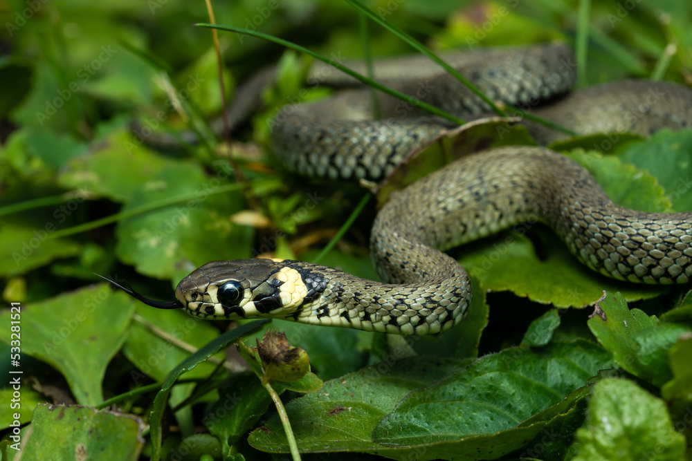 European grass snake in the grass European grass snake in the grass
