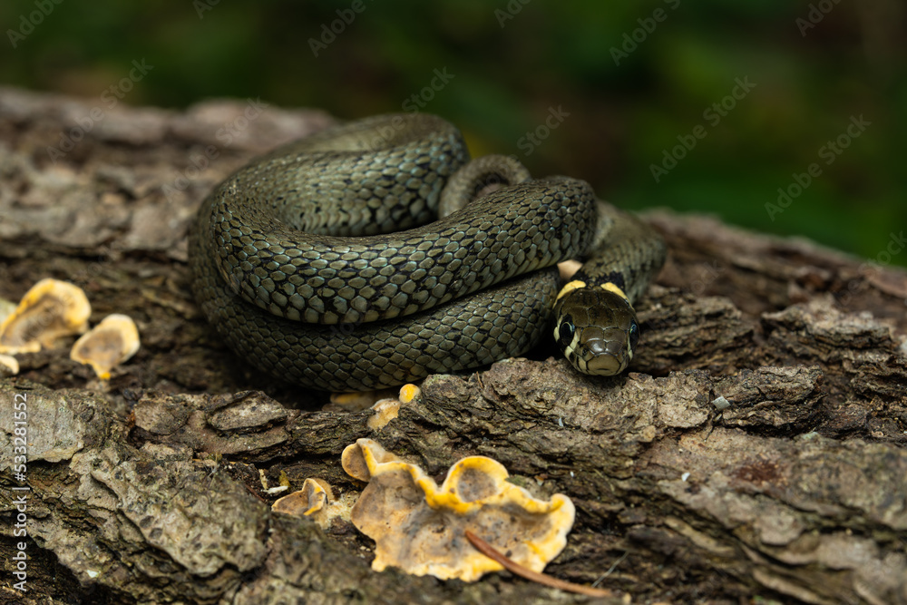 Obraz premium European grass snake on a piece of bark in the forest