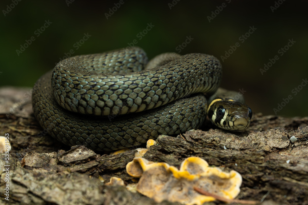 Fototapeta premium European grass snake on a piece of bark in the forest
