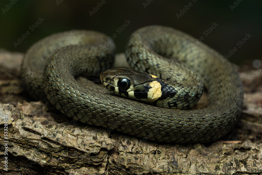 European grass snake on a piece of bark in the forest European grass snake on a piece of bark in the forest