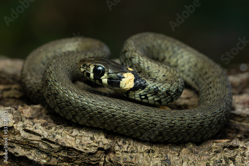 European grass snake on a piece of bark in the forest