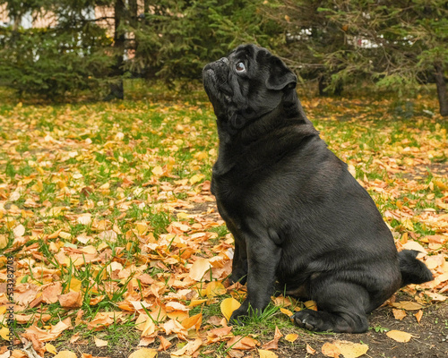 Fototapeta Naklejka Na Ścianę i Meble -  Portrait of a black pug in profile. Dog sits on the grass with autumn leaves in the park