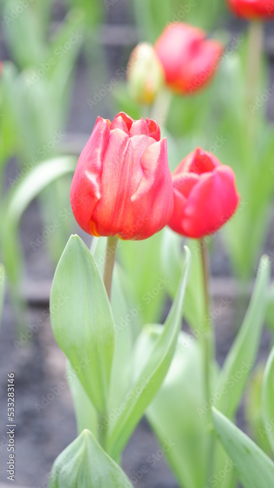 Fototapeta premium red tulips in the garden
