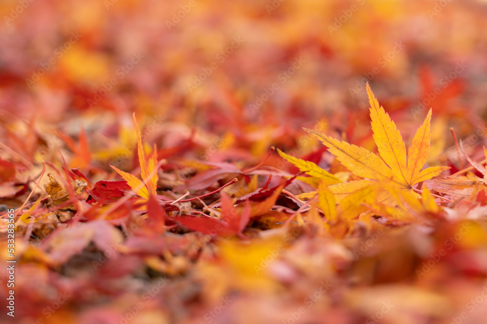 Red maple leaf in autumn with maple tree under sunlight landscape.Maple leaves turn yellow, orange, red in autumn. Red maple leaf in autumn with maple tree under sunlight landscape.Maple leaves turn yellow, orange, red in autumn.