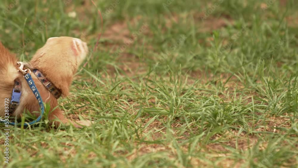 the domestic ferret is walked on a leash on the lawn. unusual pets. food and accessories for rodents. the domestic ferret is walked on a leash on the lawn. unusual pets. food and accessories for rodents.