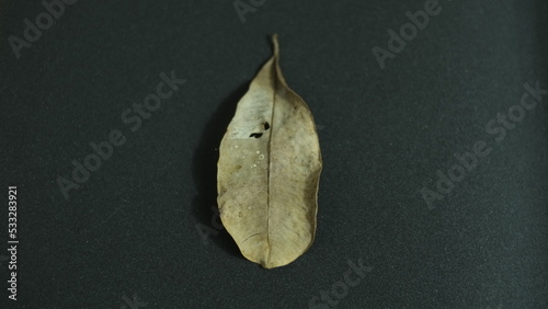 Dry leaf on black background