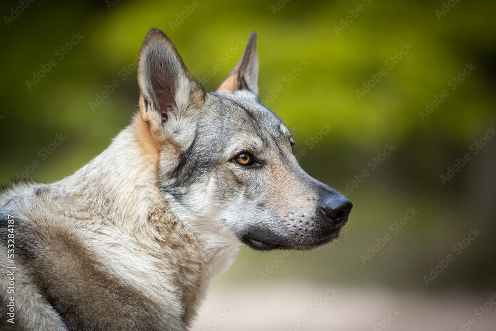 Naklejka premium czechoslovakian wolfdog portrait in the forest