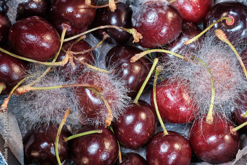 Burgundy cherry berry and white mold. Spoiled food. Close-up. Selective focus.