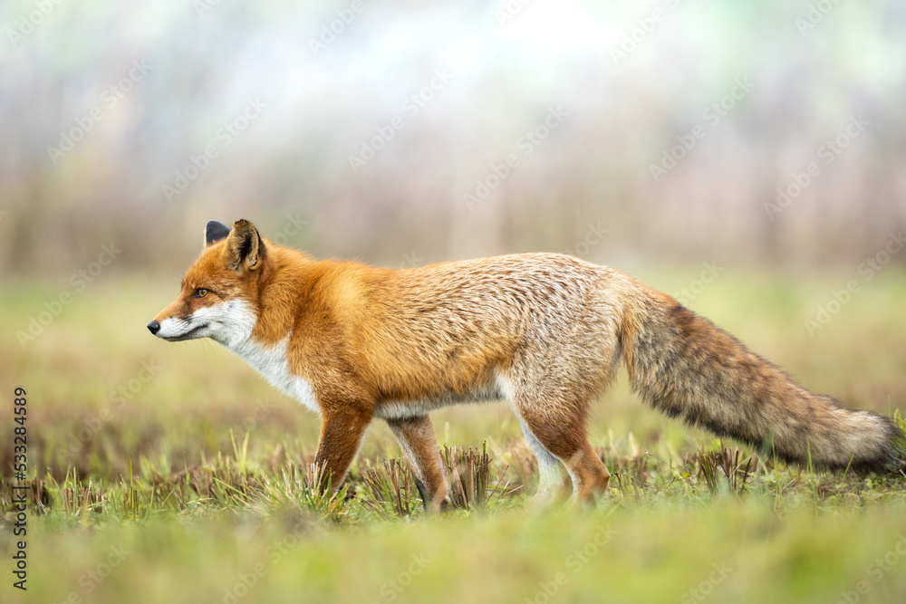 Fox (Vulpes vulpes) in autumn scenery, Poland Europe, animal walking among autumn meadow in amazing warm light Fox (Vulpes vulpes) in autumn scenery, Poland Europe, animal walking among autumn meadow in amazing warm light