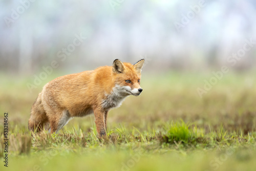 Fox (Vulpes vulpes) in autumn scenery, Poland Europe, animal walking among autumn meadow in amazing warm light 