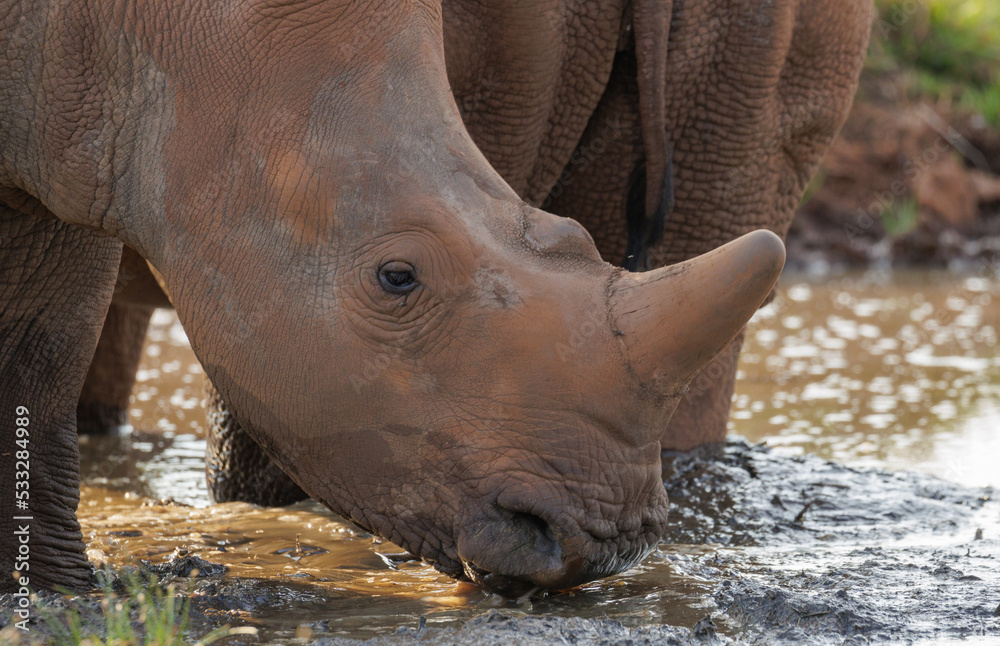Fototapeta premium Young white rhino drinking water
