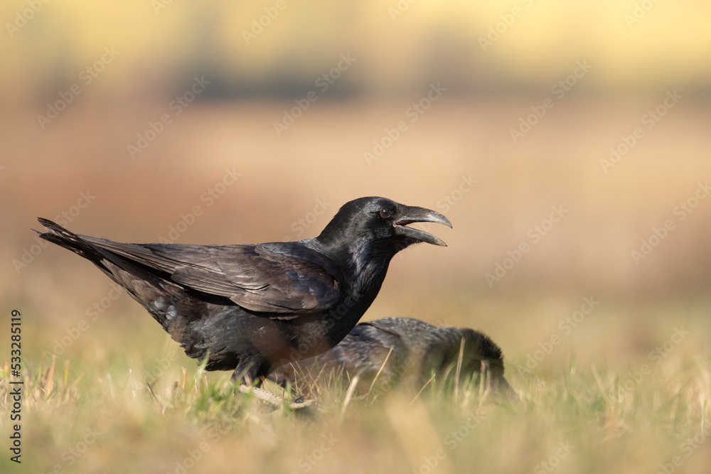 A beautiful raven ( Corvus corax ) North Poland Europe black bird crow A beautiful raven ( Corvus corax ) North Poland Europe black bird crow