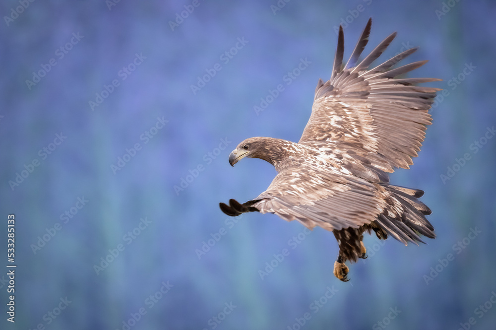 Fototapeta premium Majestic predator White-tailed eagle, Haliaeetus albicilla in Poland wild nature 