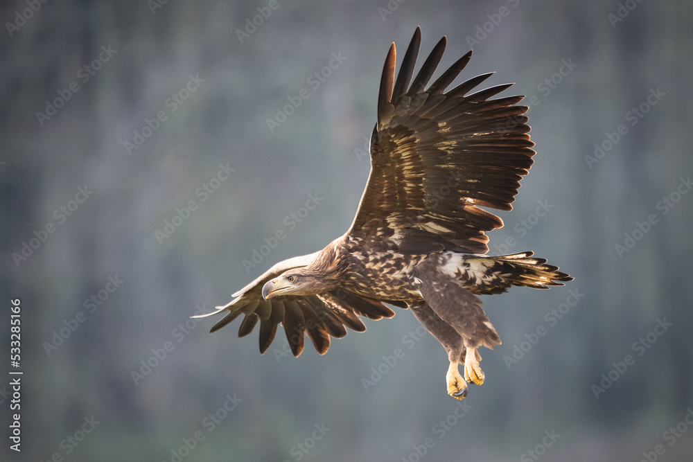 Obraz premium Majestic predator White-tailed eagle, Haliaeetus albicilla in Poland wild nature 