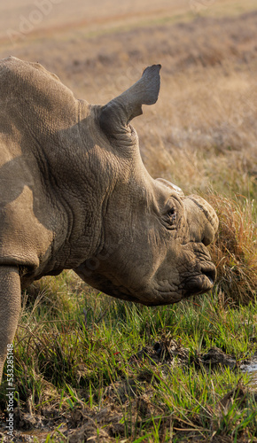 Dehorned white rhino in Africa