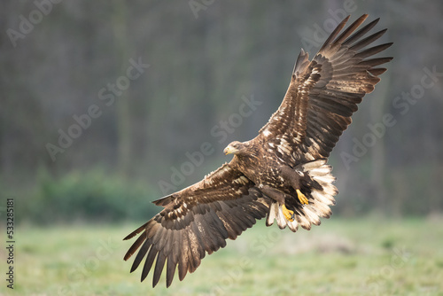 Majestic predator White-tailed eagle, Haliaeetus albicilla in Poland wild nature 