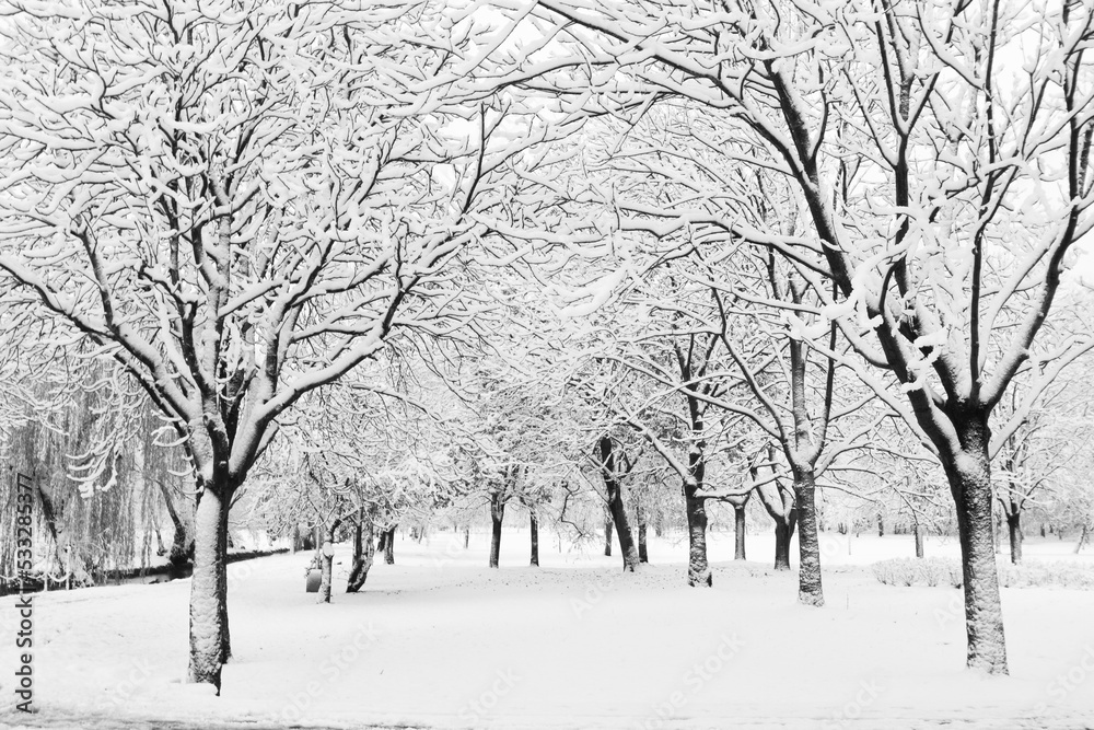 Landscape winter attack in city park, fresh snow on the trees with colourful leafs, Beautiful winter scenery Landscape winter attack in city park, fresh snow on the trees with colourful leafs, Beautiful winter scenery