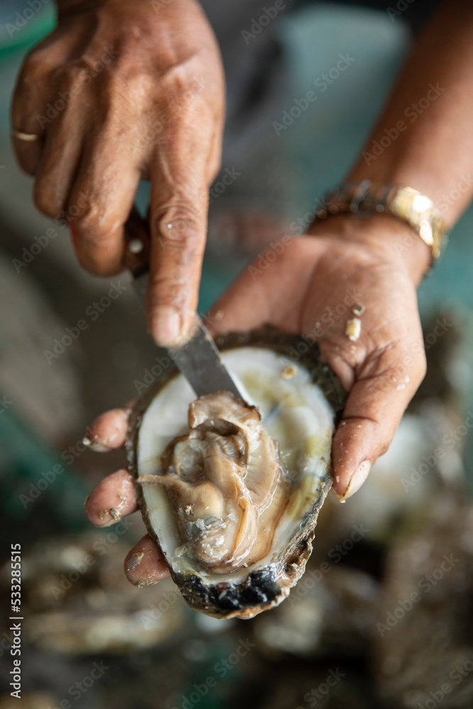 An oyster farmer opens a fresh oyster with a knife showing the freshness and quality of his produce. Close up with selective focus in natural light in vertical format.