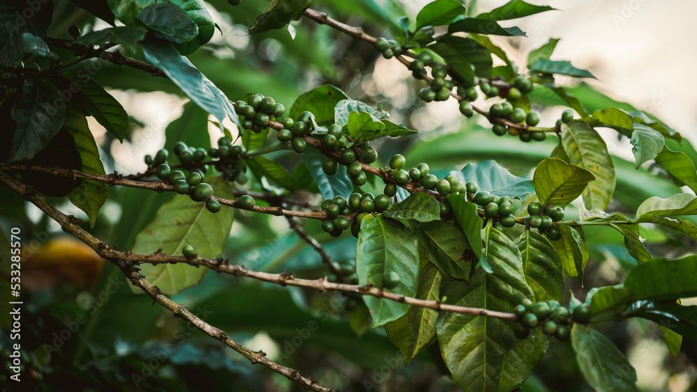 Arabicas Coffee Bean on Coffee tree at Doi Chaang in Thailand, Coffee bean Single origin words class specialty.vintage nature background, Arabicas Coffee Bean on Coffee tree at Doi Chaang in Thailand, Coffee bean Single origin words class specialty.vintage nature background,