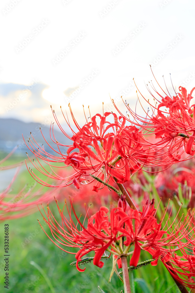 夕方の犬鳴川河川公園の彼岸花 福岡県宮若市 Cluster amaryllis at Inunaki River Park in the evening. Fukuoka prefecture. Miyawaka cty. 夕方の犬鳴川河川公園の彼岸花 福岡県宮若市 Cluster amaryllis at Inunaki River Park in the evening. Fukuoka prefecture. Miyawaka cty.