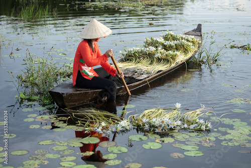 A female worker harvesting water lilies from a small wooden rowing boat. She wears traditional red clothes and hat.
