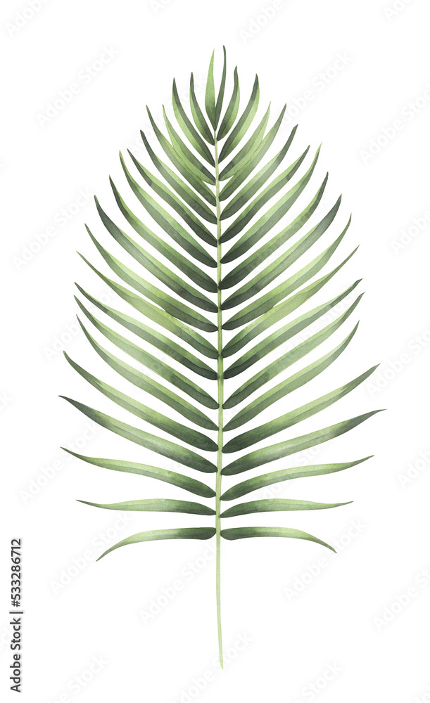 Watercolor palm leaf isolated. Watercolor palm leaf isolated.