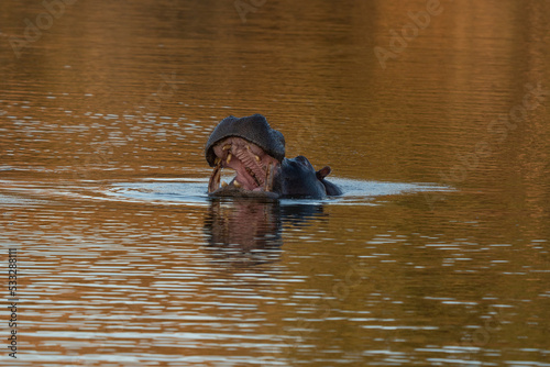 The common hippopotamus (Hippopotamus amphibius), or hippo, is a large, mostly herbivorous mammal in sub-Saharan Africa