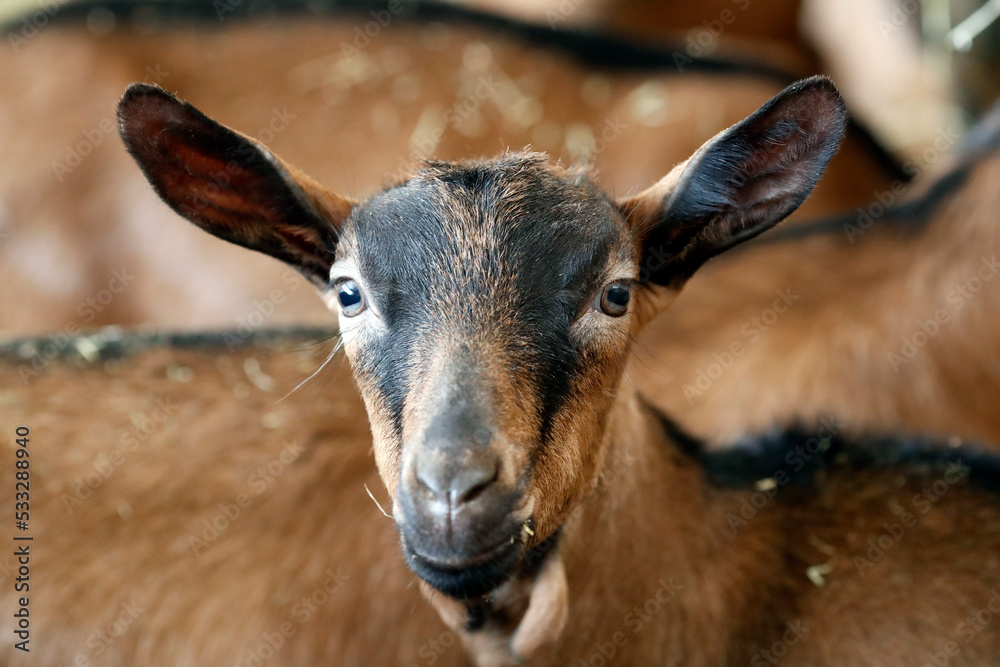 Fototapeta premium France. Daily life.