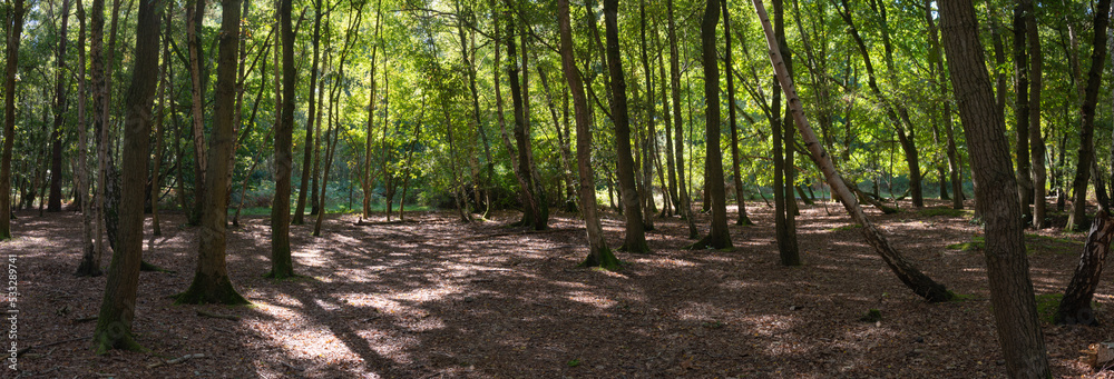 Fototapeta premium Woodland and forest path in Hampshire, England, UK