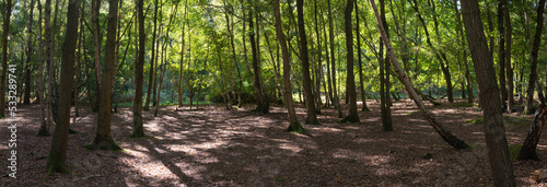 Woodland and forest path in Hampshire, England, UK