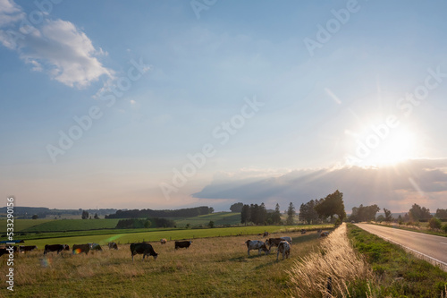 countryside landscape with cows in southern part of hautes fagnes between vielsalm and sankt vith in belgian ardennes photo
