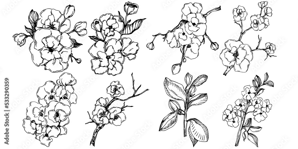 Vector Sakura summer. Isolated botanical flower, leaves. Black and white engraved sketch ink art. Leaf plant botanical garden floral foliage. Wildflower drawing leaf illustration element. Vector Sakura summer. Isolated botanical flower, leaves. Black and white engraved sketch ink art. Leaf plant botanical garden floral foliage. Wildflower drawing leaf illustration element.