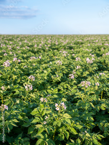 blooming potatoe plants under blue sky