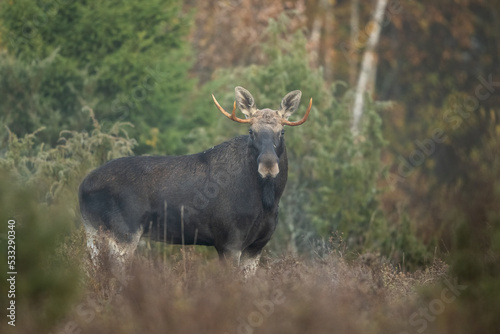 Moose bull in the misty morning forest scenery