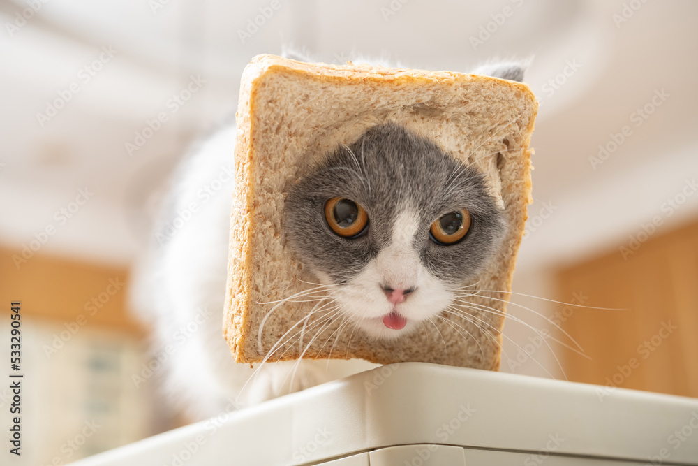 cut british shorthair cat with slice of bread on the head in a living room