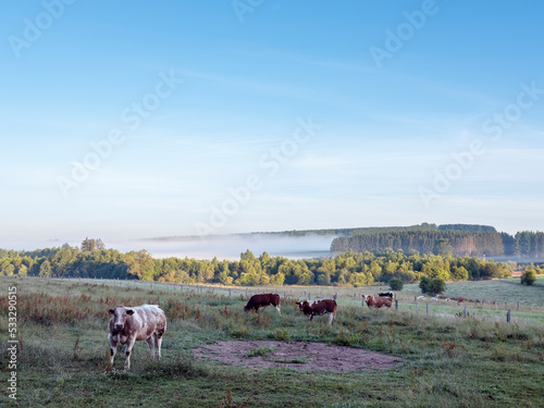 cows in early morning countryside between sankt vith and vielsalm in belgian ardennes photo