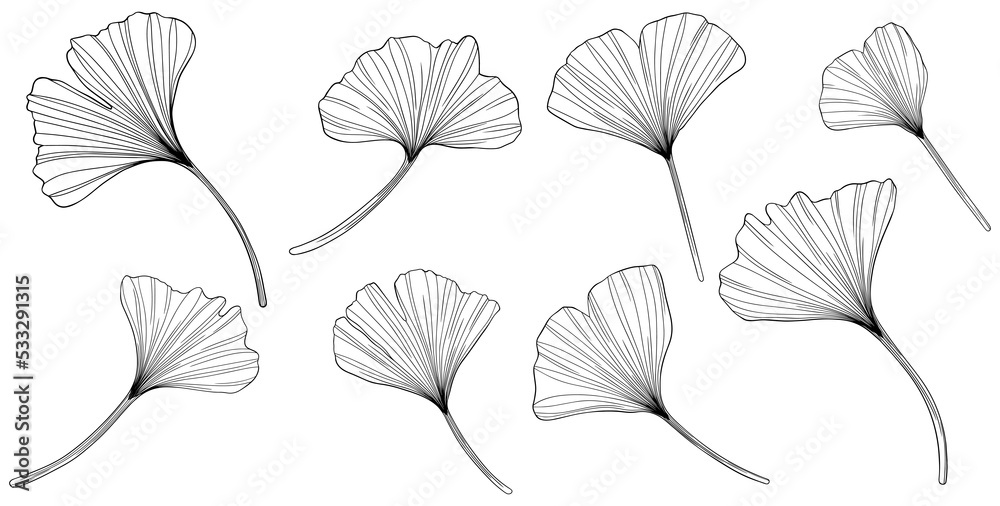Ginkgo leaves isolated on white. Hand drawn png illustration. Ginkgo leaves isolated on white. Hand drawn png illustration.