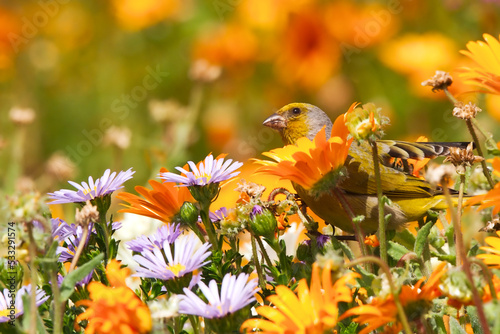 A finch peaking out from a sea of spring flowers